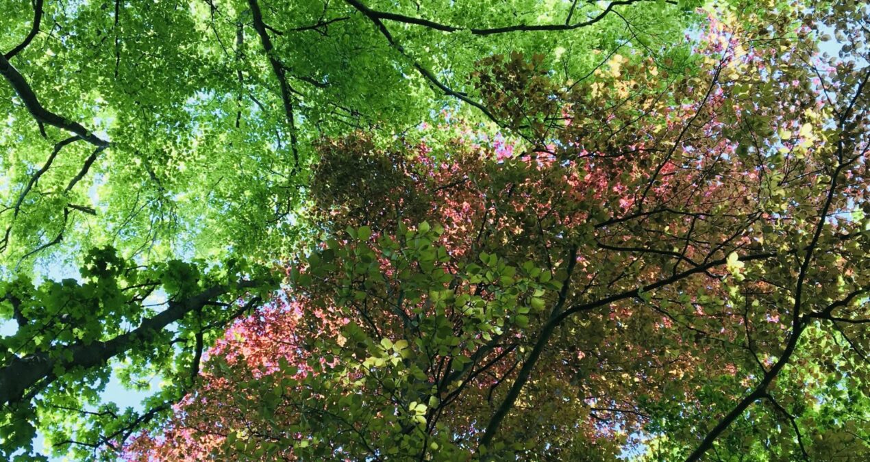 Composing Ecology project